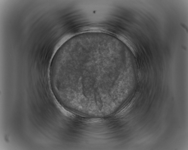 X0000097651482200803280918