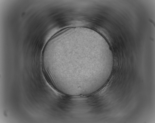 X0000097651487200803280918