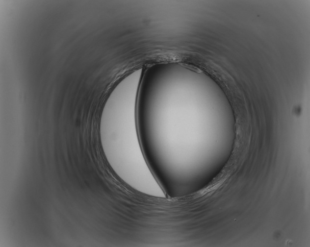 X0000097660096200802290932