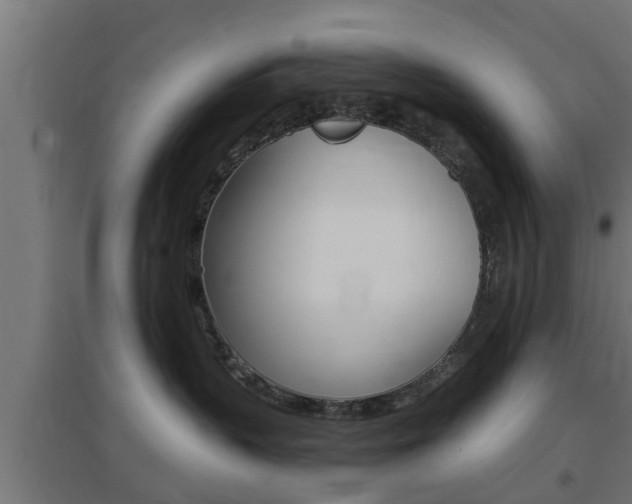 X0000097660383200802290928