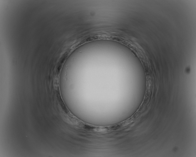 X0000097660419200802290926