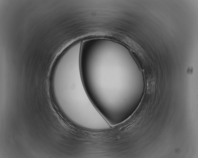X0000097660436200802290925