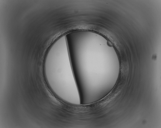 X0000097660445200802290925