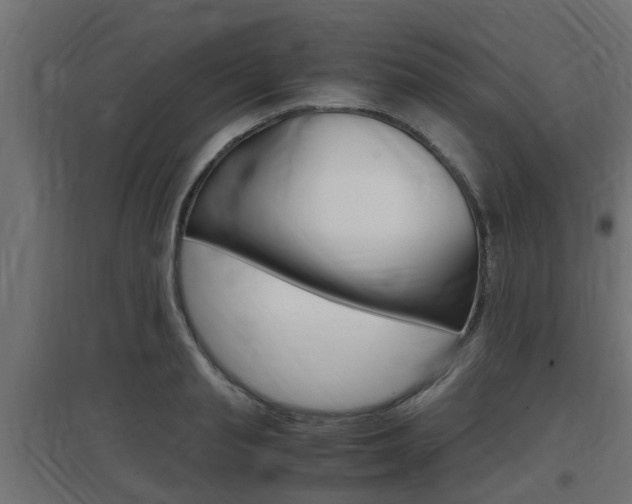 X0000097660845200802290920