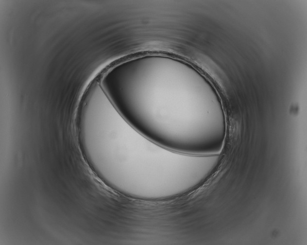 X0000097661068200802290916