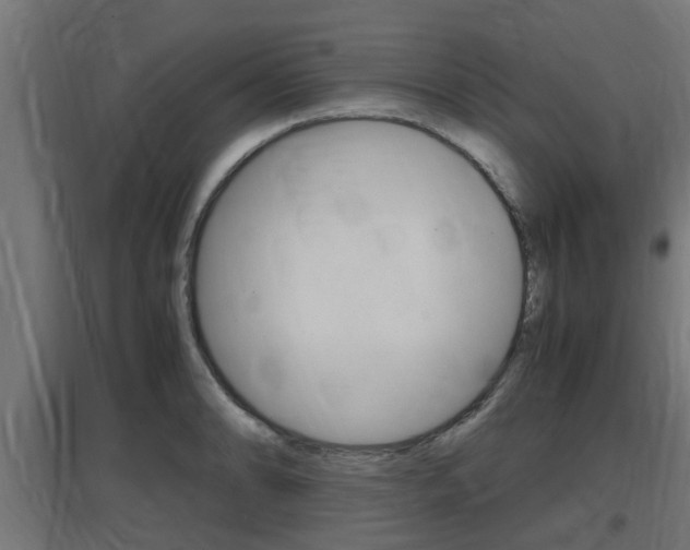 X0000097661086200802290916