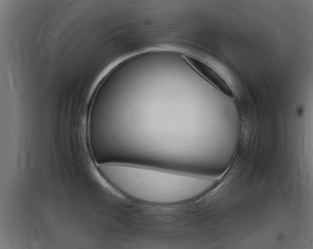 X0000097661100200802290915