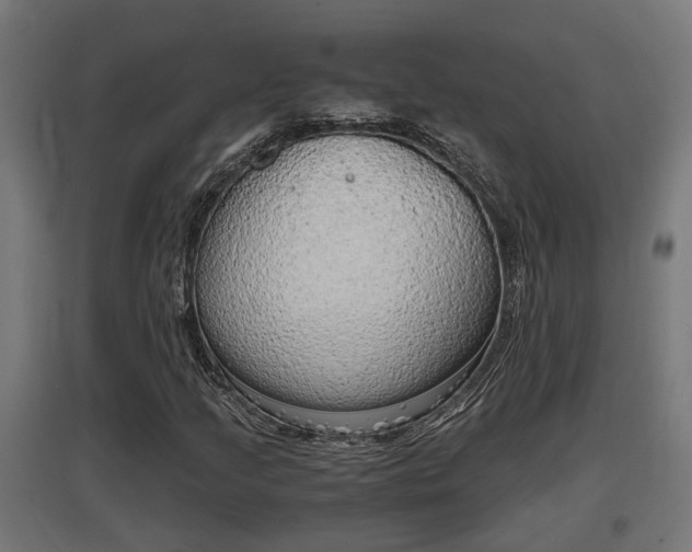 X0000097661205200802290913