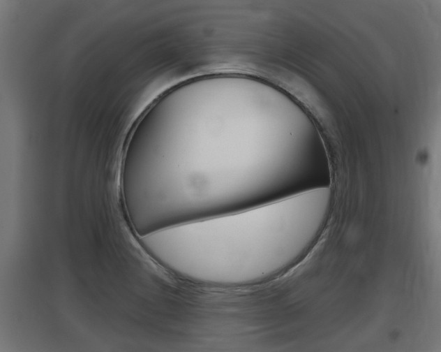 X0000097661228200802290914