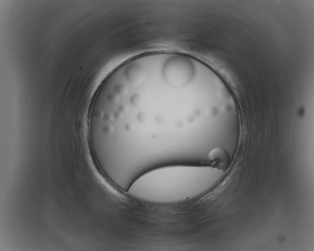 X0000097661239200802290914