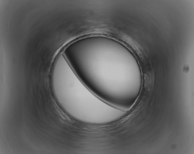 X0000097661260200802290913