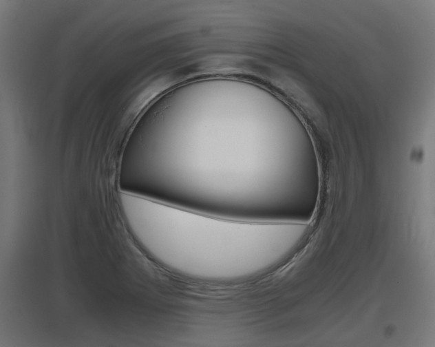 X0000097661273200802290913