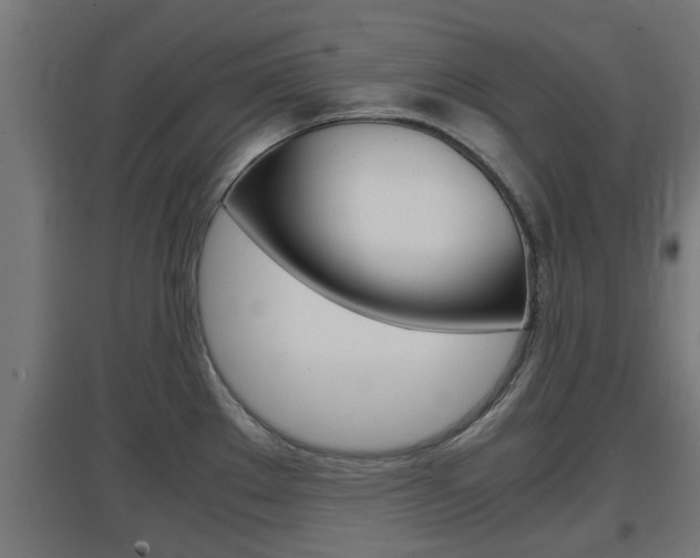 X0000097661289200802290913
