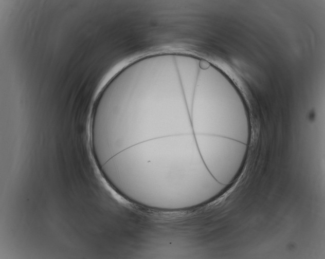 X0000097661294200802290912