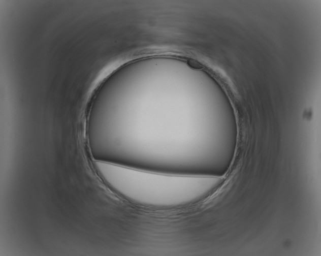 X0000097661365200802290911
