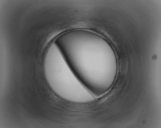 X0000097661453200802290910