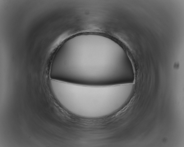 X0000097661455200802290910