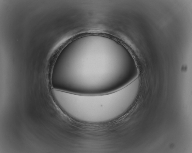 X0000097661456200802290910