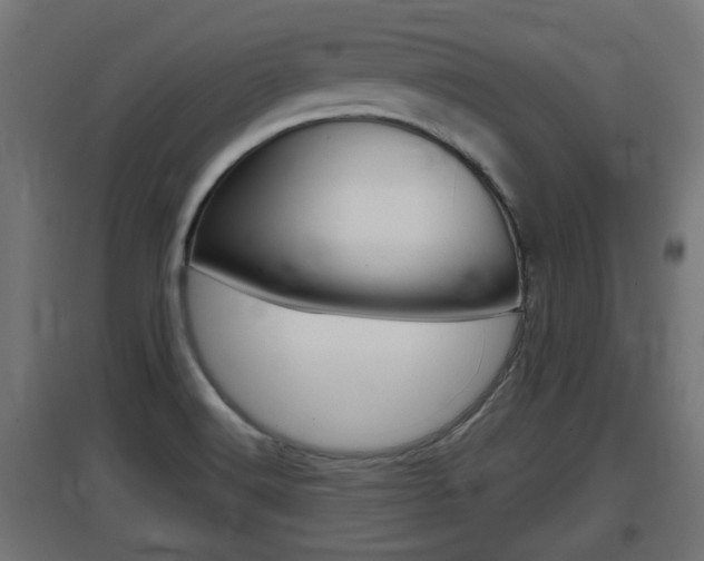 X0000097661516200802290909