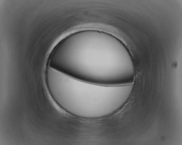 X0000097661523200802290909