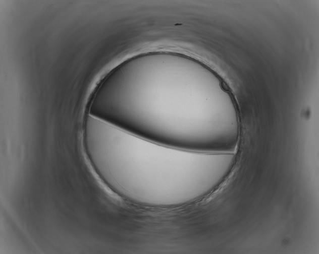 X0000097661525200802290909