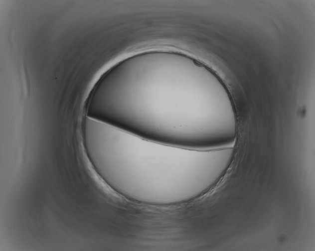 X0000097661526200802290909