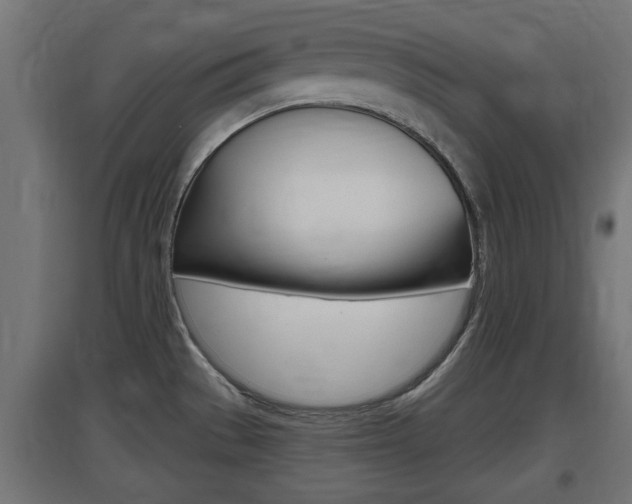 X0000097661529200802290909