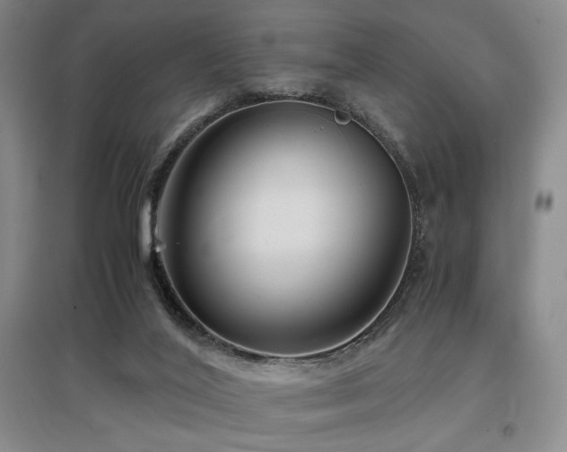X0000097660020200802291437