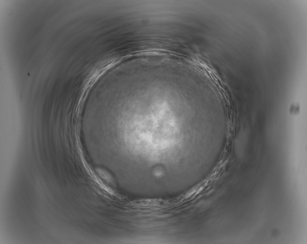 X0000097660049200802291436