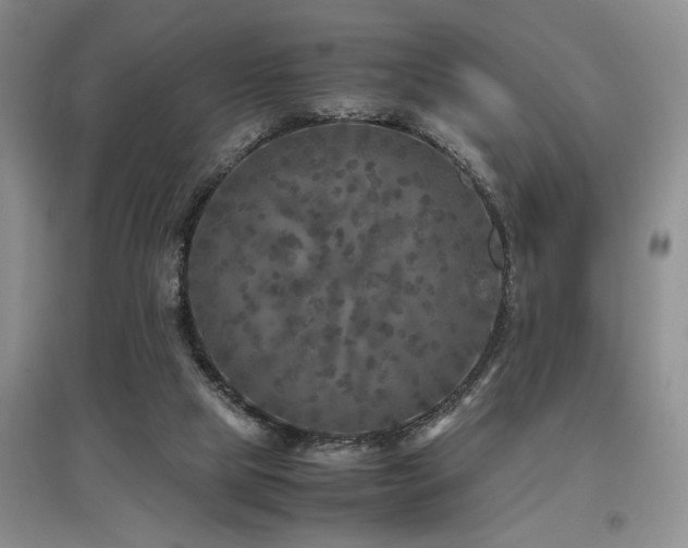 X0000097660065200802291436