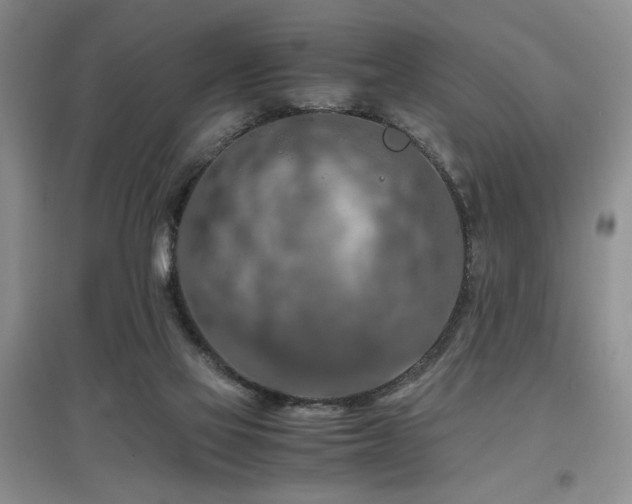 X0000097660069200802291436