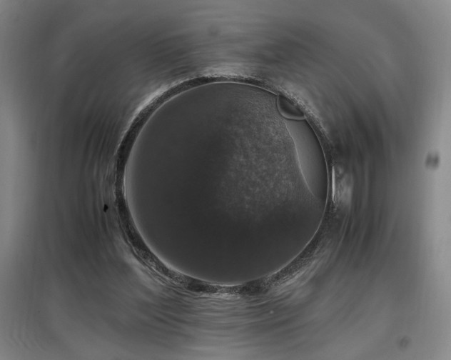 X0000097660204200802291435