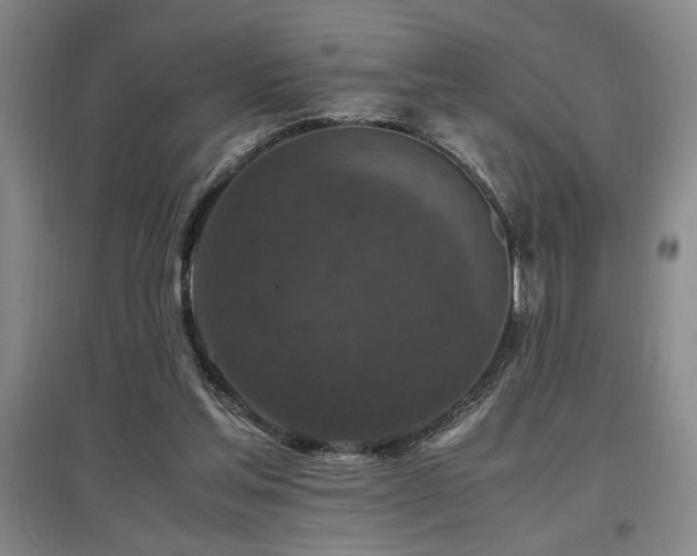 X0000097660205200802291435