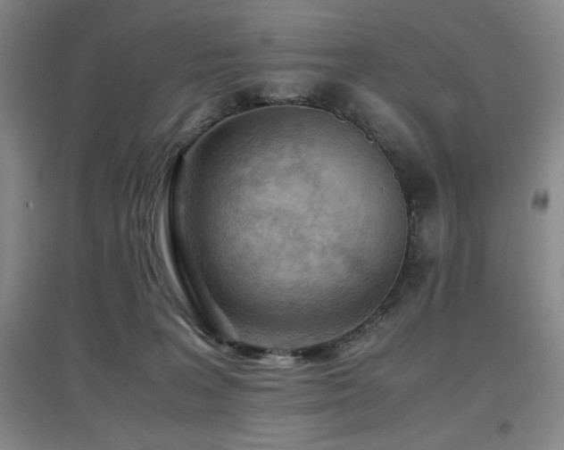 X0000097660227200802291434