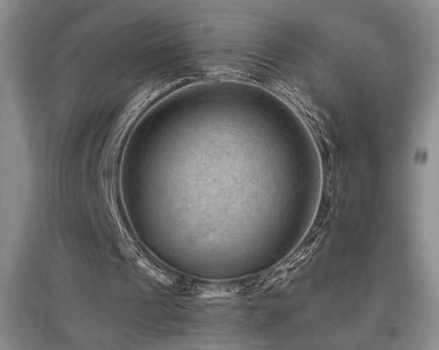 X0000097660241200802291433