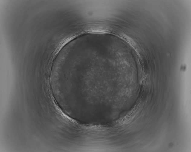 X0000097660385200802291432