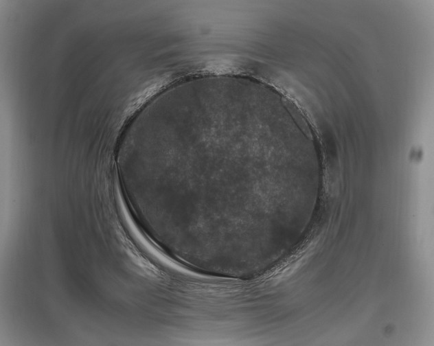 X0000097660393200802291432