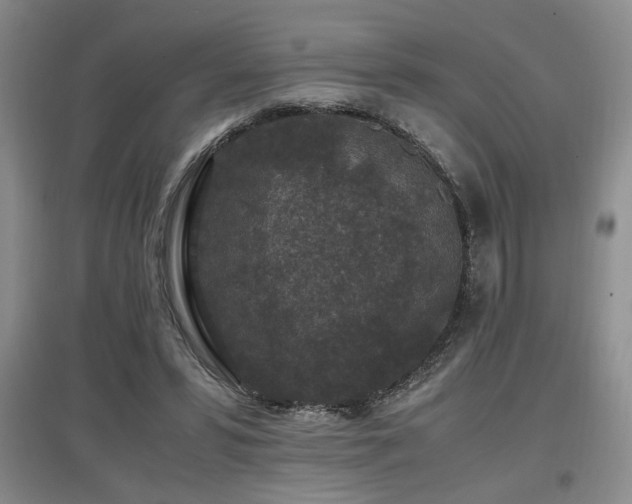 X0000097660399200802291431
