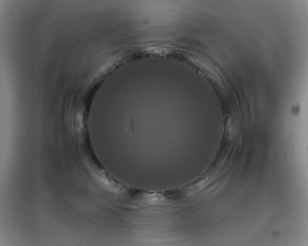 X0000097660424200802291431