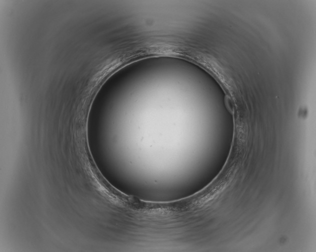 X0000097660433200802291430