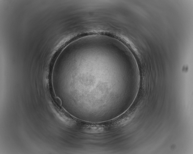 X0000097660443200802291430