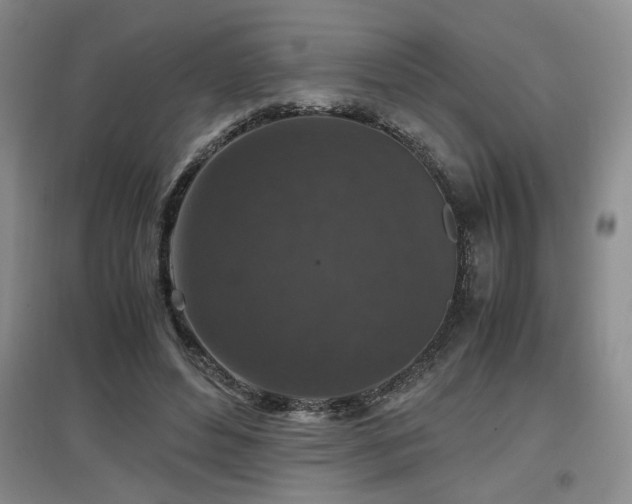 X0000097660496200802291430