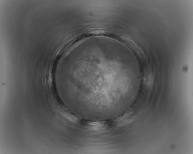 X0000097660516200802291430