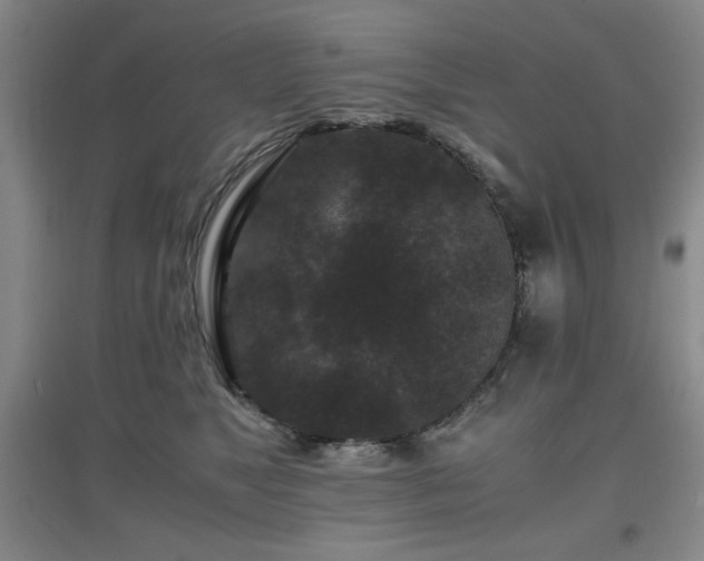 X0000097660517200802291430