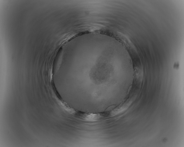 X0000097660527200802291429