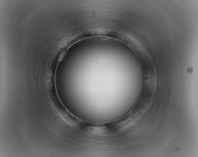 X0000097660548200802291429