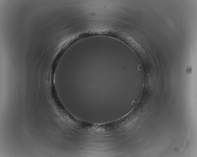 X0000097660640200802291427