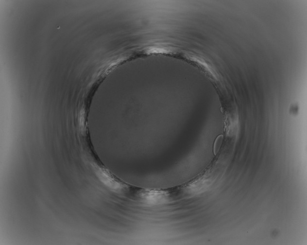 X0000097660670200802291428
