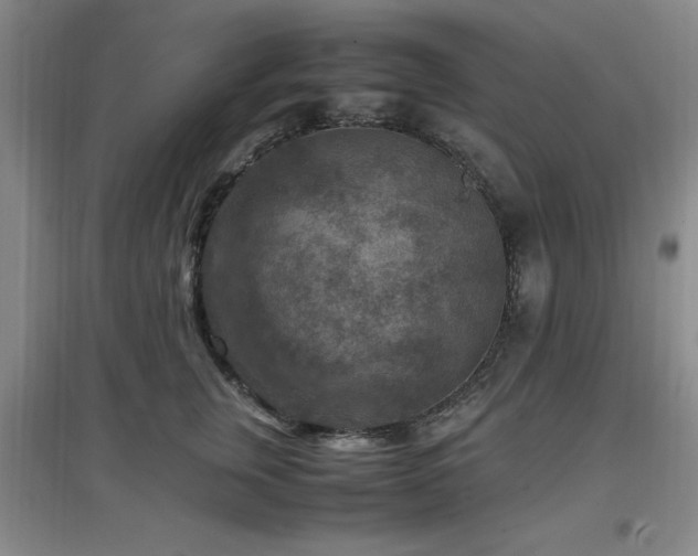 X0000097660759200802291426