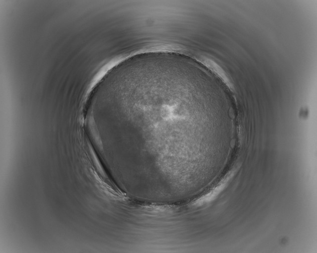 X0000097660781200802291425